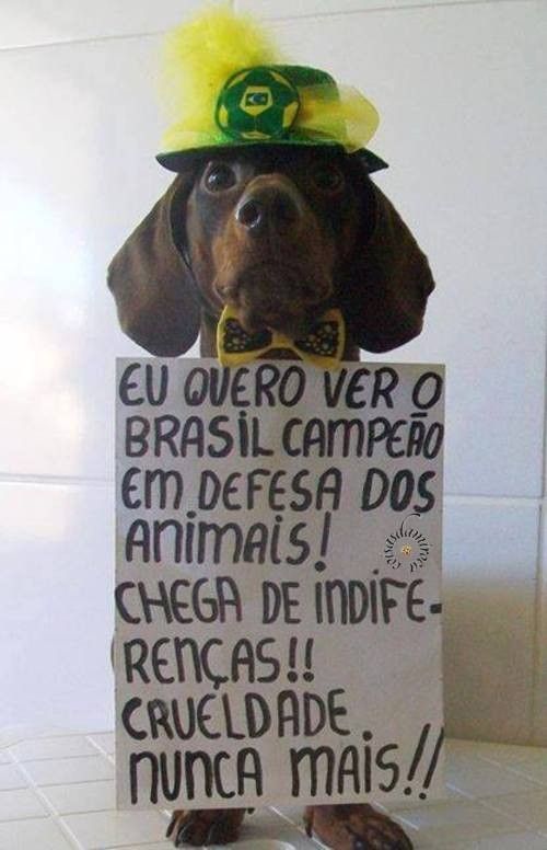 Brasil Campeão Em Defesa Dos Animais...(03)