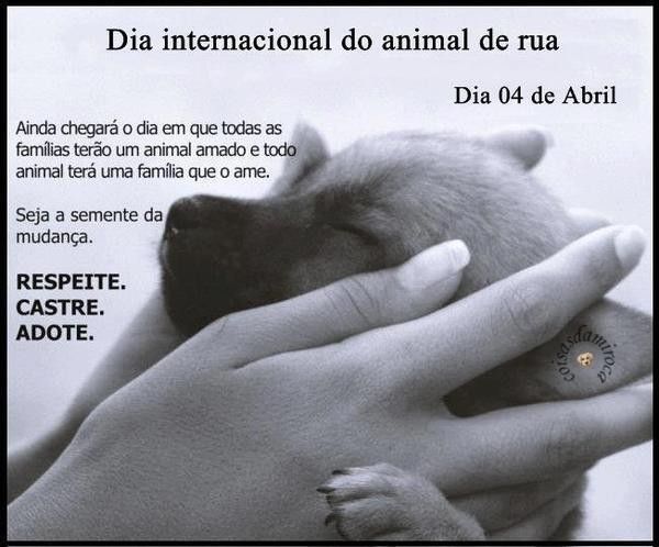Dia Internacional do Animal de Rua...(1)
