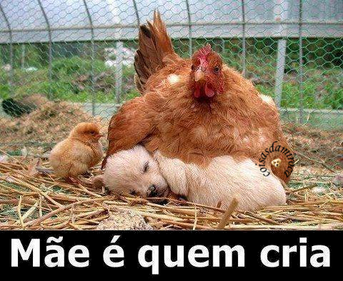 Mãe é quem cria...(49)