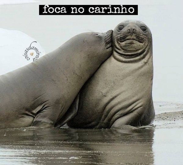 Foca no Carinho...(5)