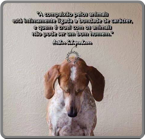Compaixão Pelos Animais...(05)
