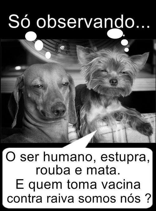 Humanos aprontam e os animais que sofrem...(112)